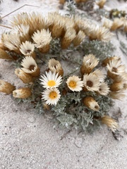 Helichrysum retortum
