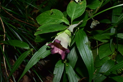 Codonopsis lanceolata