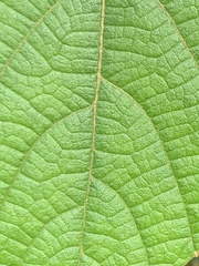 Ampelocissus elegans