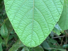 Ampelocissus elegans