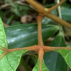 Ampelocissus elegans
