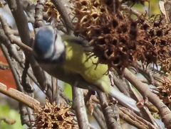 Cyanistes caeruleus