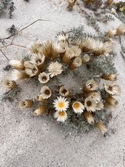 Helichrysum retortum