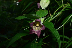 Codonopsis lanceolata