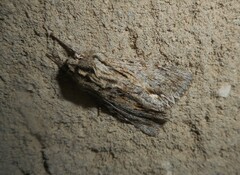 Asteroscopus sphinx