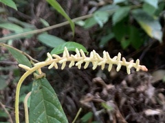 Ampelocissus elegans