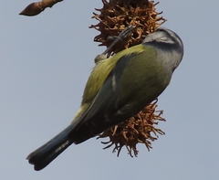 Cyanistes caeruleus