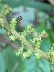 Ampelocissus elegans