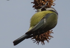 Cyanistes caeruleus