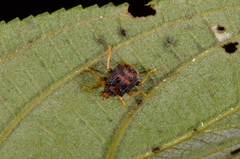 Agomadaranus
