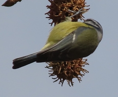 Cyanistes caeruleus