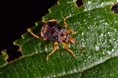 Agomadaranus