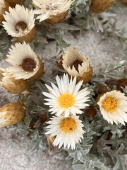 Helichrysum retortum