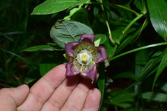 Codonopsis lanceolata