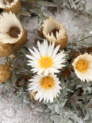 Helichrysum retortum