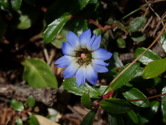 Gentiana arisanensis
