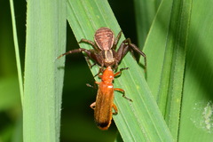Xysticus ulmi