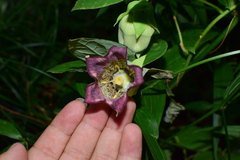 Codonopsis lanceolata