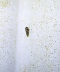Xestocephalus tessellatus