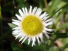 Erigeron morrisonensis