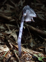 Monotropastrum humile