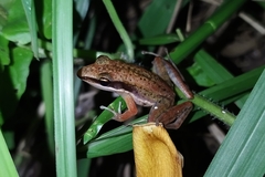 Indosylvirana nicobariensis