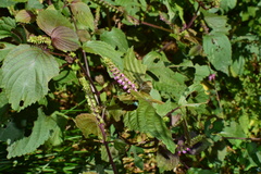 Perilla frutescens