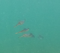 Sepioteuthis australis