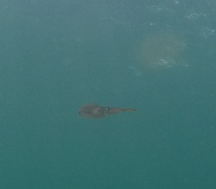 Sepioteuthis australis