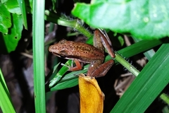 Indosylvirana nicobariensis