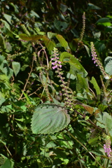 Perilla frutescens