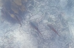 Sepioteuthis australis