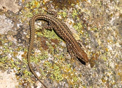 Podarcis guadarramae guadarramae