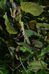 Perilla frutescens