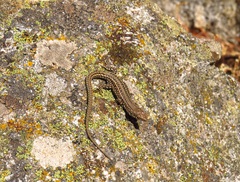 Podarcis guadarramae guadarramae