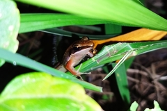 Indosylvirana nicobariensis