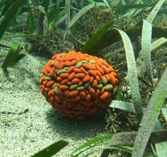 Phlyctenactis tuberculosa