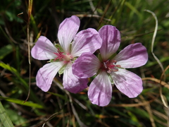 Geranium hayatanum