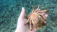 Maja brachydactyla