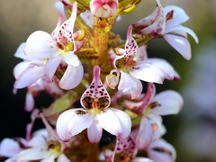 Satyrium rhynchanthum