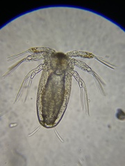 Caligidae