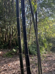 Bambusa lako