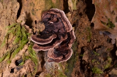 Nigroporus vinosus