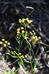 Bupleurum komarovianum