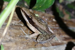 Indosylvirana nicobariensis
