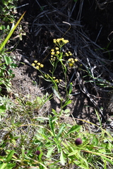 Bupleurum komarovianum