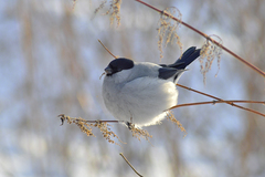 Pyrrhula pyrrhula cineracea