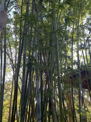 Bambusa chungii