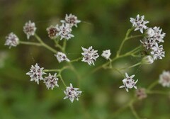 Florestina tripteris