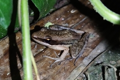 Indosylvirana nicobariensis